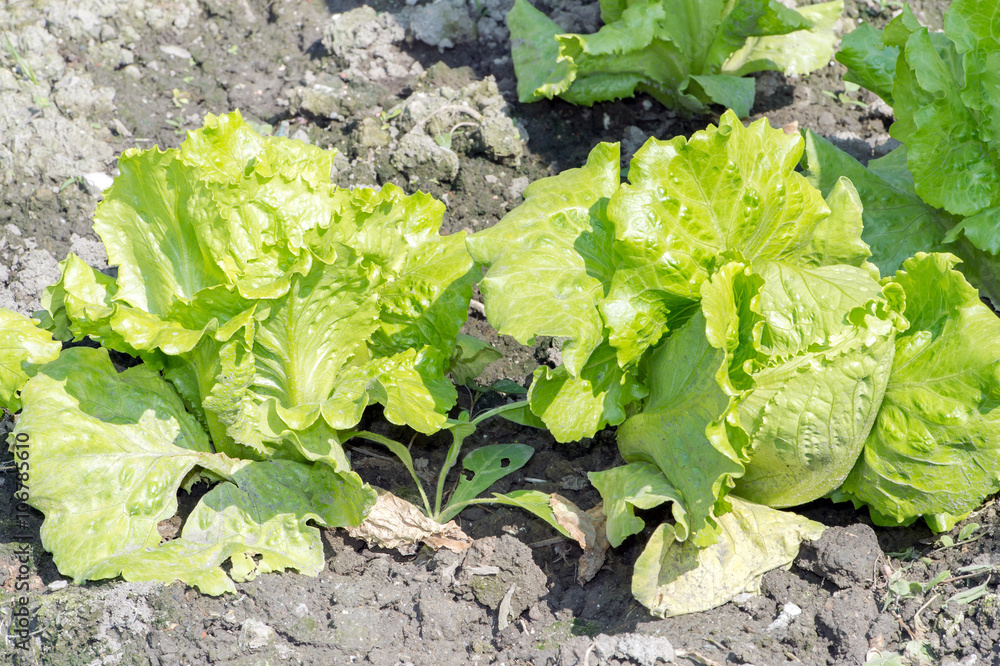 Naklejka premium Lactuca sativa Linn(Lactuca)