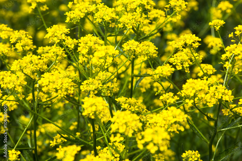 Yellow rapeseed flowers (Brassica napus) Yellow rapeseed flowers (Brassica napus)