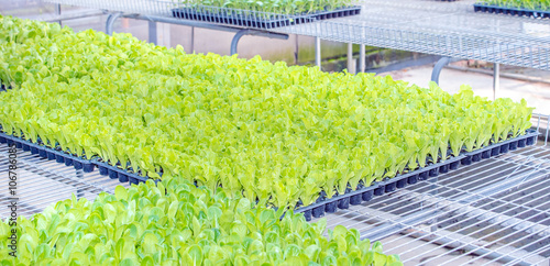 Foto Vegetable shoots