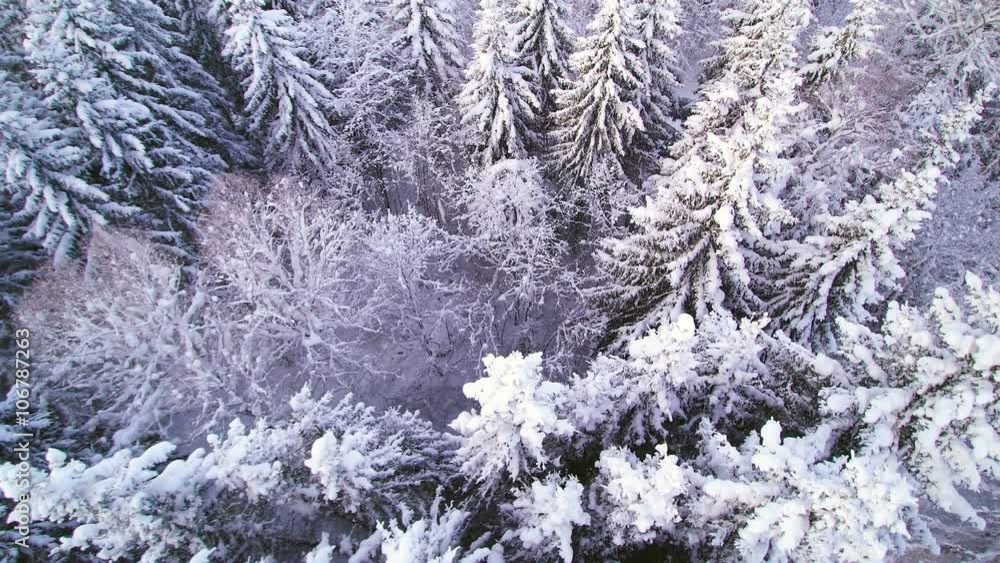 The aerial shot of the white forest in a winter season. Snow covering the tall pine trees in the forest The aerial shot of the white forest in a winter season. Snow covering the tall pine trees in the forest