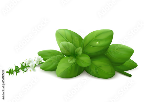 Basil leaves on white background