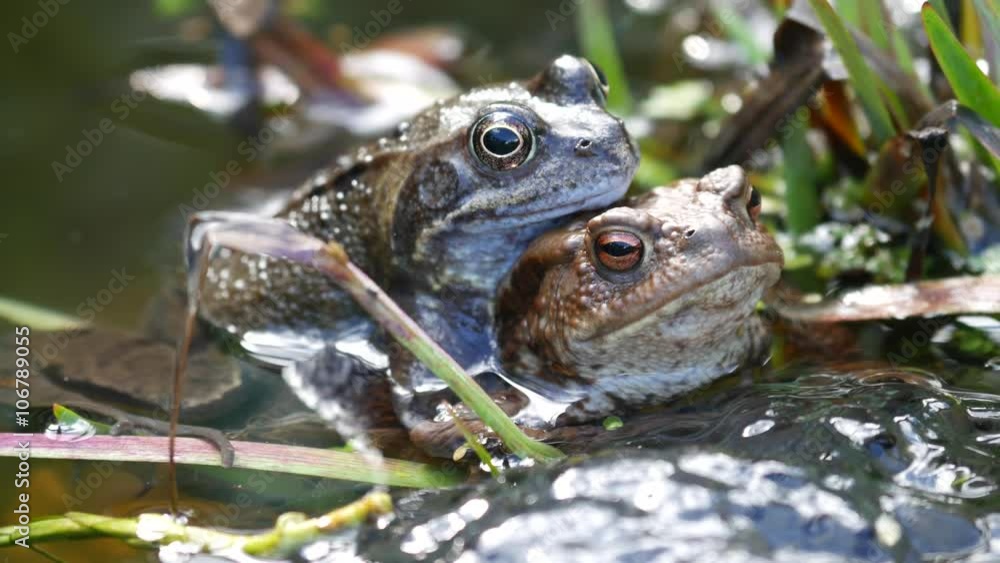 Two Common Frogs Mating Surrounded by Frog Spawn Two Common Frogs Mating Surrounded by Frog Spawn