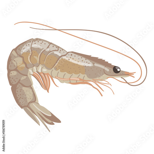 Vector image of shrimp
