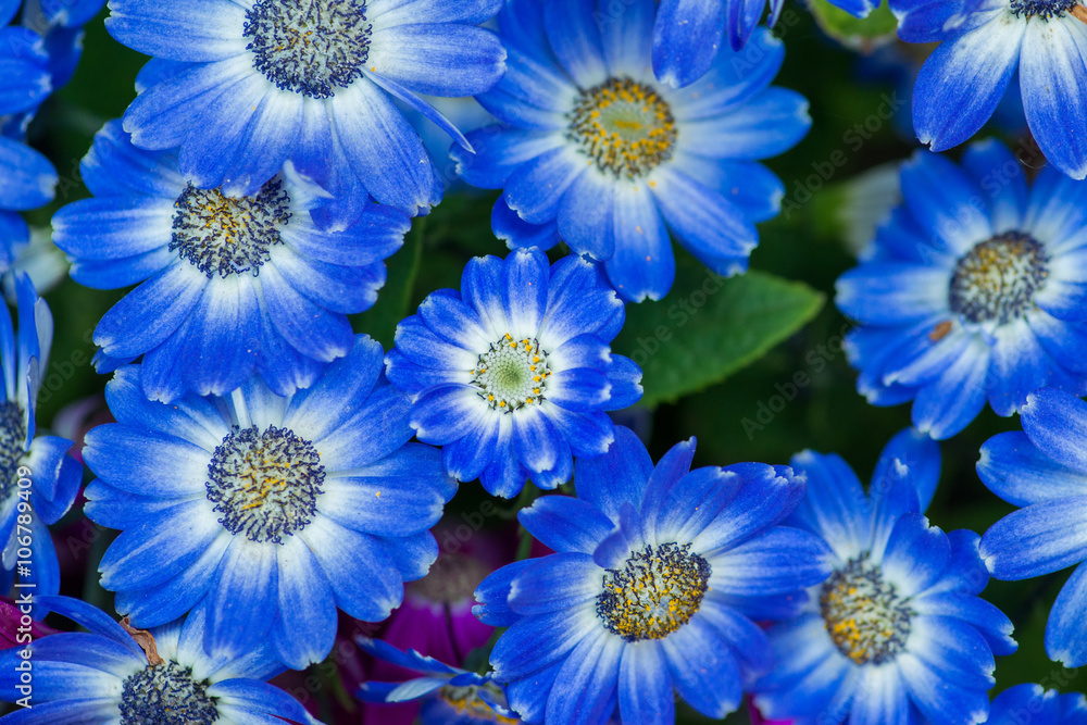 Fototapeta premium Many Beautiful Blue