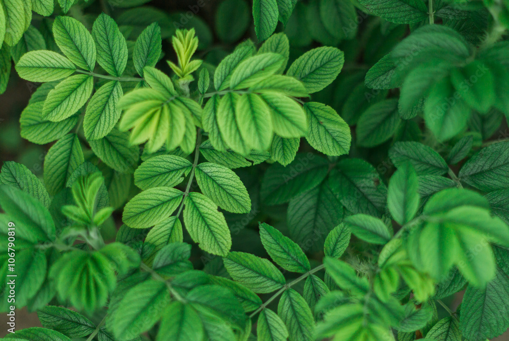 Green low shrub in the street Green low shrub in the street