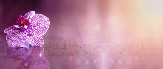 Beautiful pink orchid flower banner with copy space