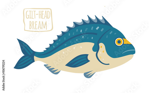 Gilt-Head Bream vector illustration