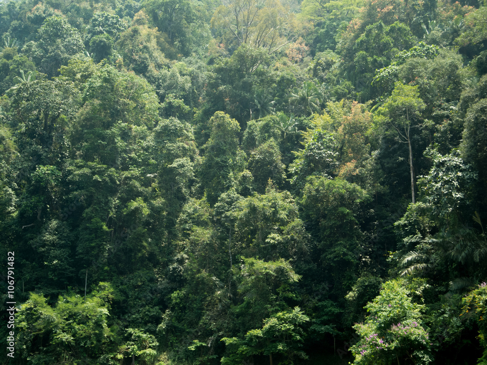 forest forest