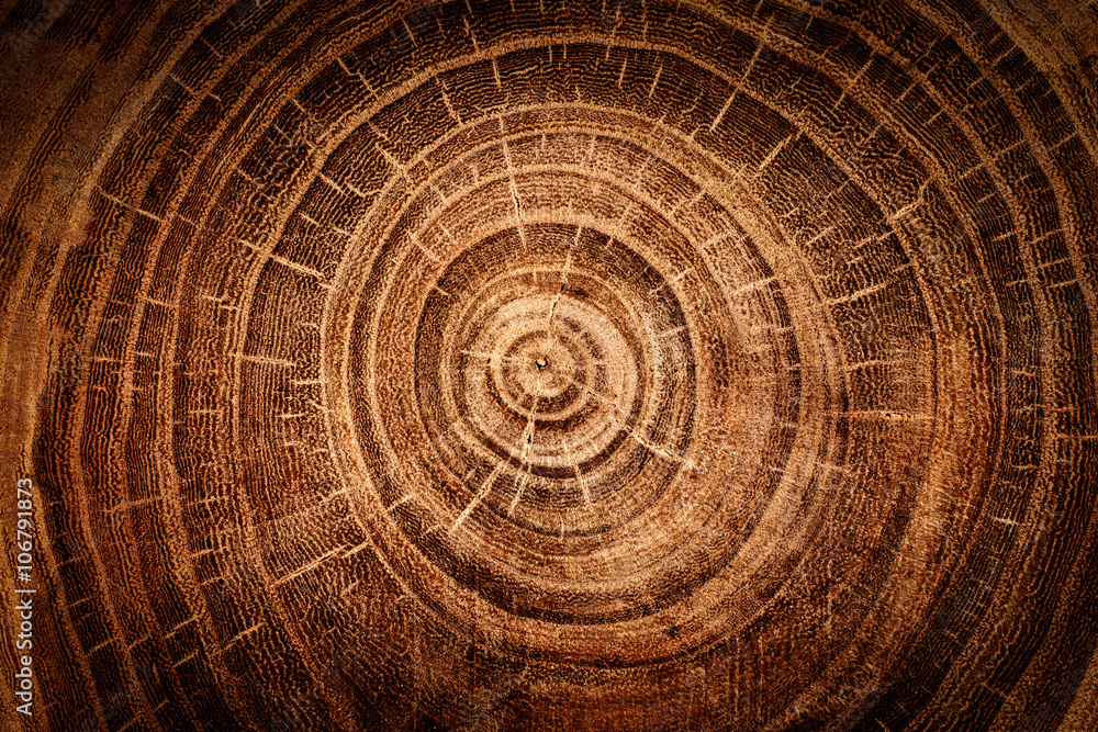 Fototapeta premium stump of oak tree felled - section of the trunk with annual rings