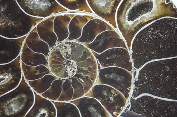 Handdoek met foto Texturen Ammoniet schelp fossiel close-up  © farland9