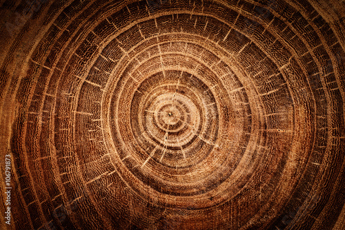 Fotografia stump of oak tree felled - section of the trunk with annual rings