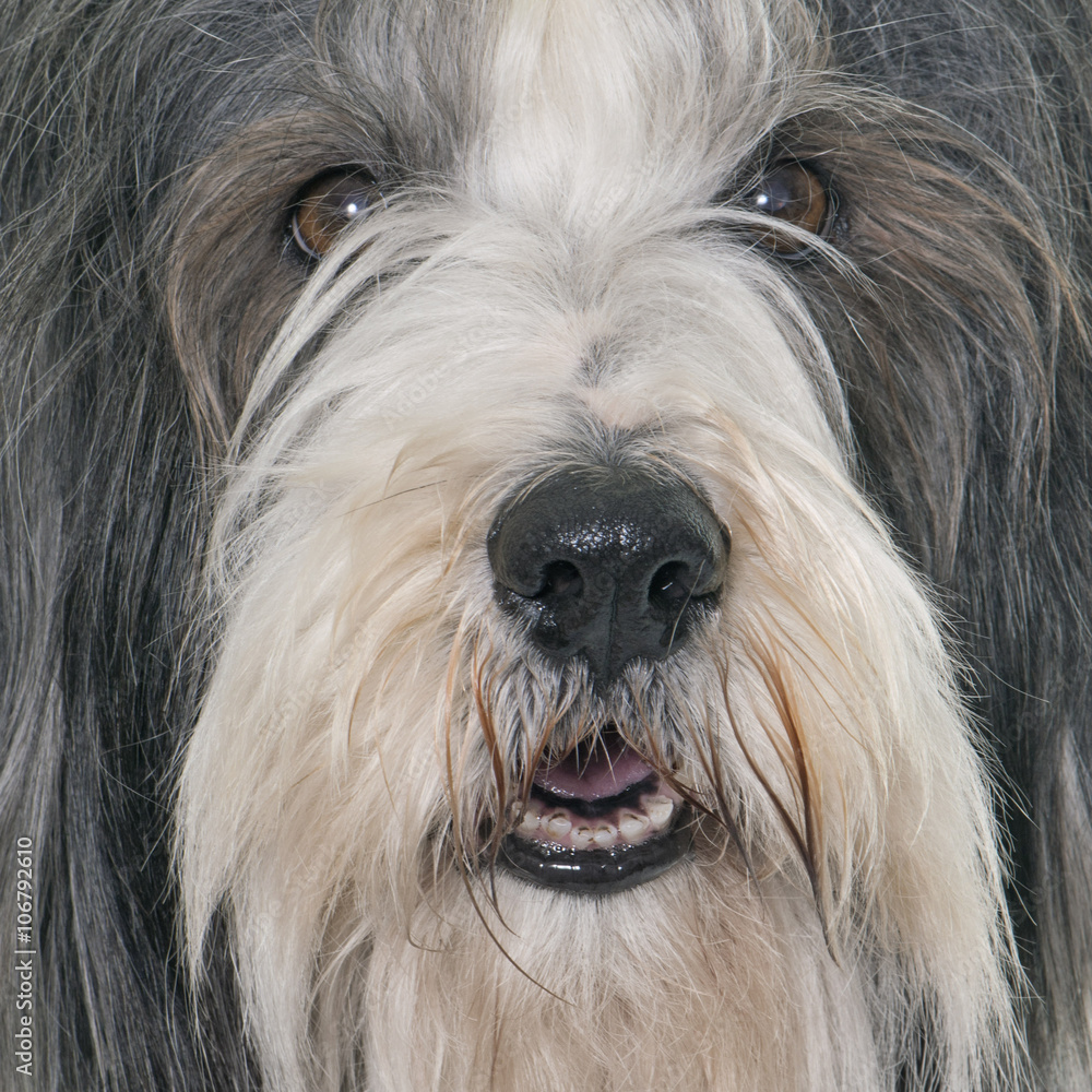 female bearded collie