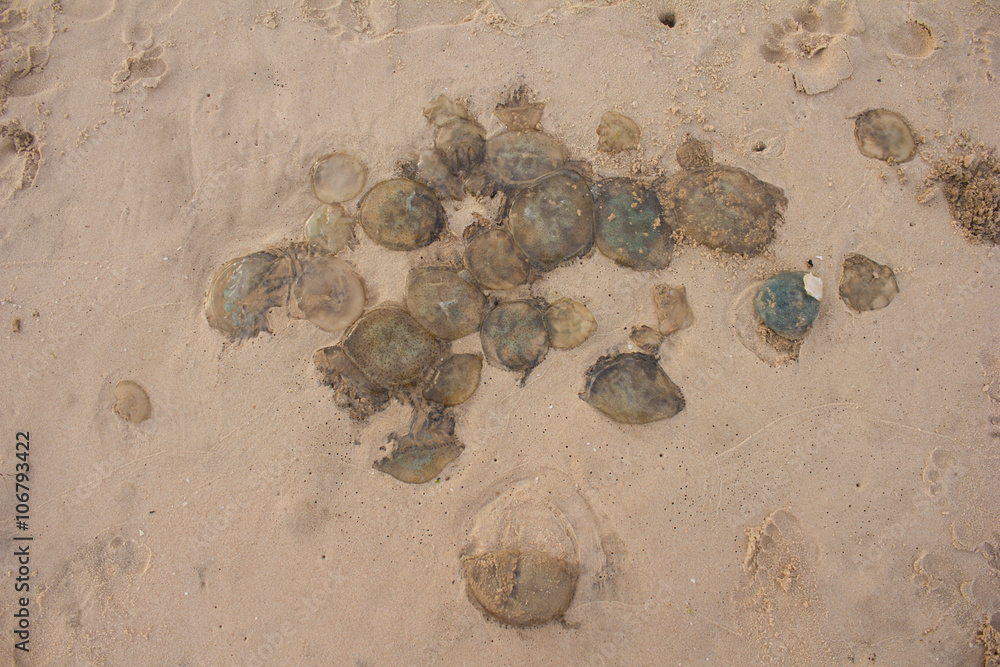 The thrown-out jellyfishes, on the beach in Vietnam The thrown-out jellyfishes, on the beach in Vietnam