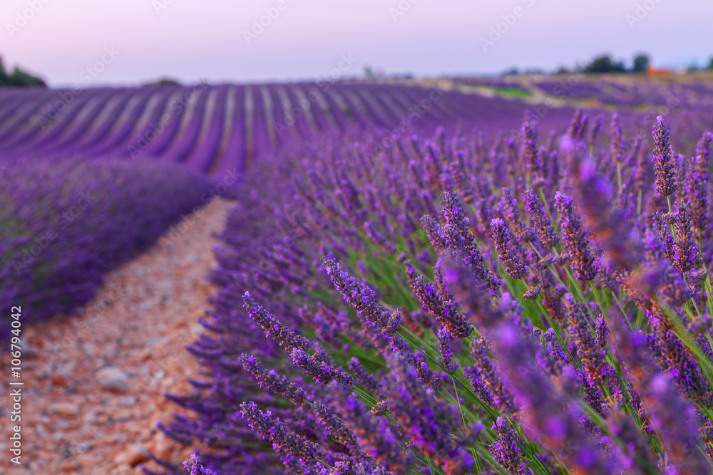 Fototapeta premium Beautiful colors purple lavender fields near Valensole, Provence