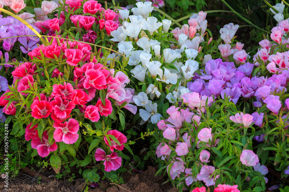 Fototapeta premium Many bright-colored flowers in the flowerbed