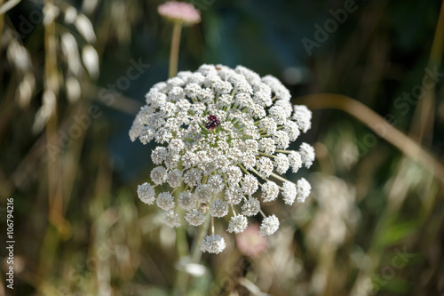 Ripe ammi on a blurred natural background photo