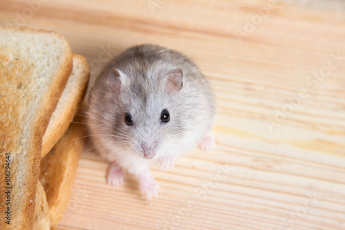 small Jungar hamster near the bread toasts