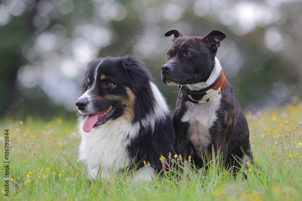 staffordshire bull terrier and australian shepherd staffordshire bull terrier and australian shepherd