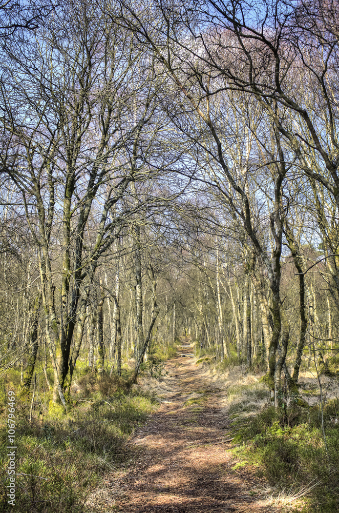 Kirkconnell Flow Path into Trees Portrait Kirkconnell Flow Path into Trees Portrait