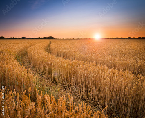 Ripening wheat or barley field farm sunset photo