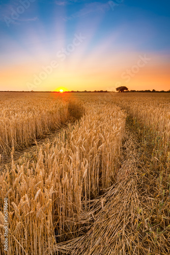 Ripening wheat or barley field farm sunset © allouphoto
