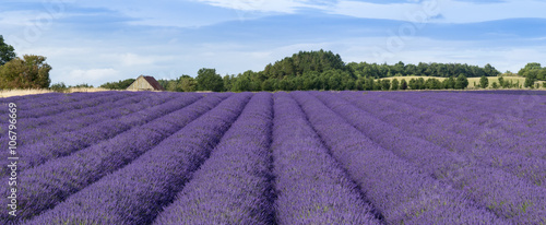 Lavender cultivation, farming and harvesting