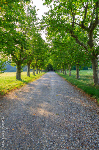 Dirt road and green tree row