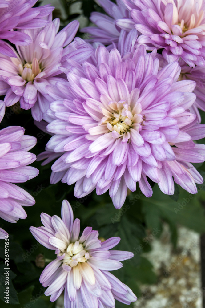 Flower light purple chrysanthemums