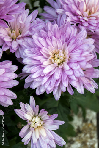 Flower light purple chrysanthemums