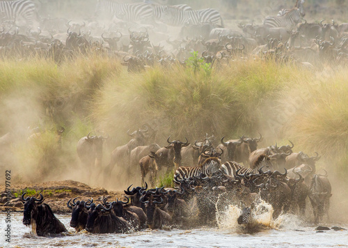 Wildebeests are crossing Mara river. Great Migration. Kenya. Tanzania. Masai Mara National Park. An excellent illustration.