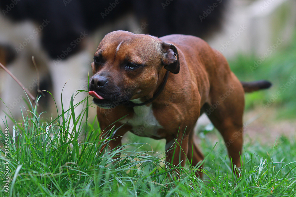 dog eating grass