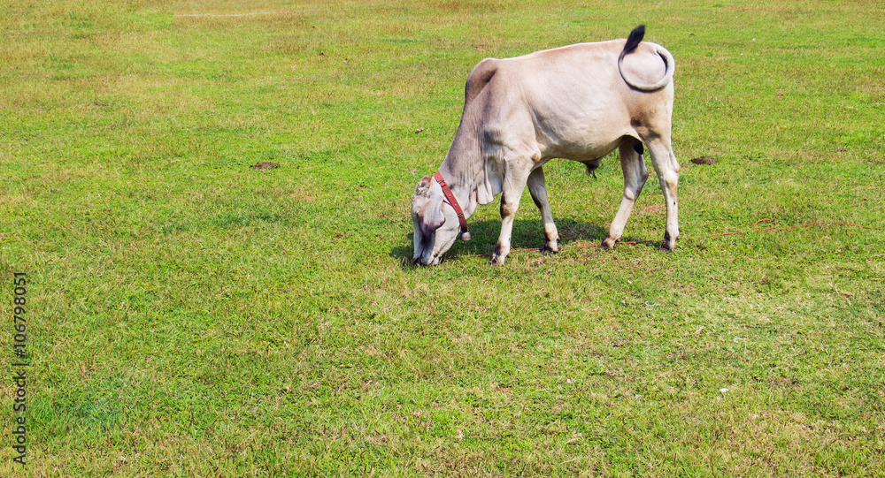Fototapeta premium Cow