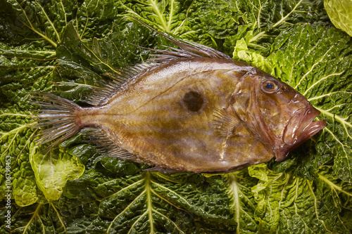 fish on a background of green lettuce photo