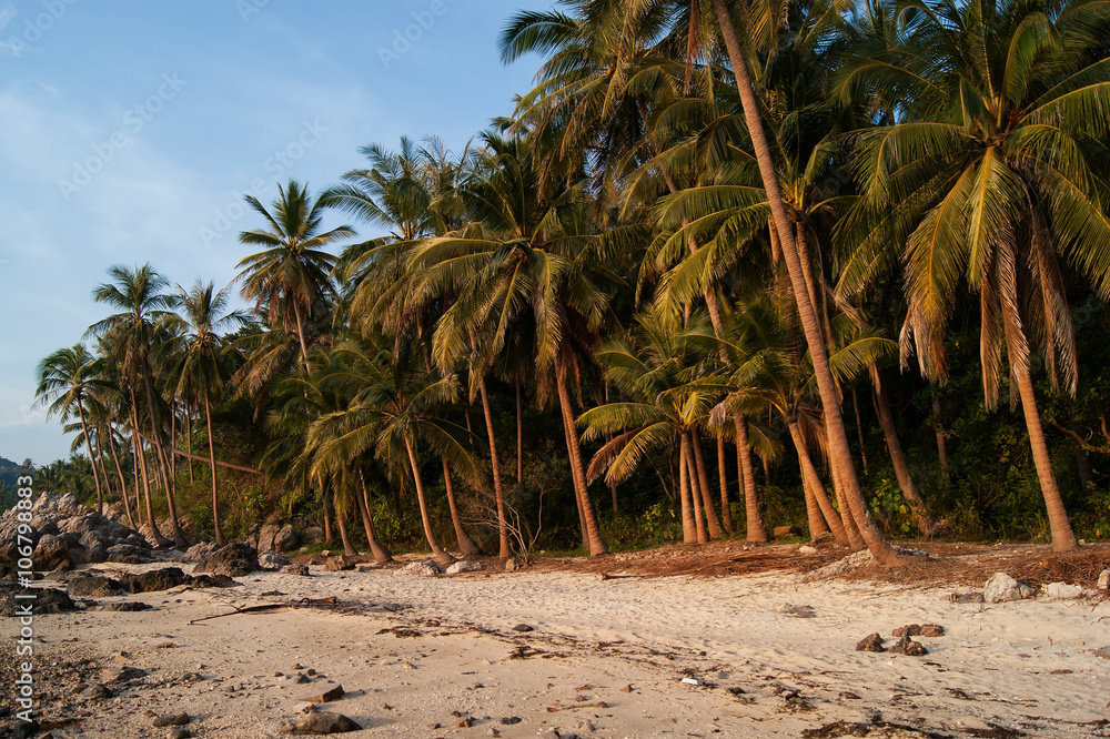 Landscape tropical with palm trees and white sand Landscape tropical with palm trees and white sand