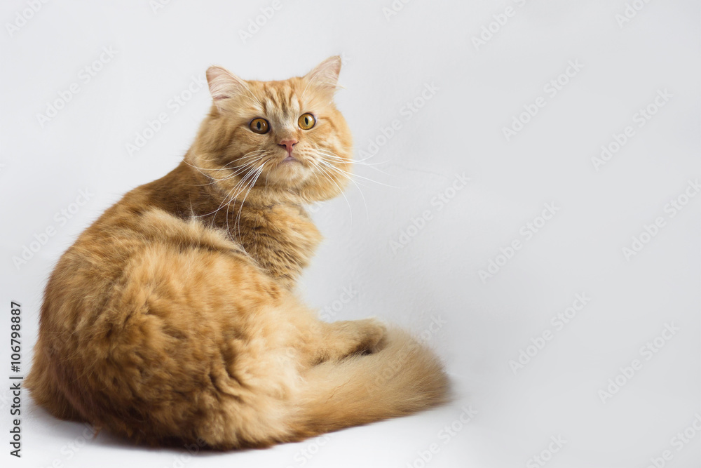 Cute brown cat pet sitting, adorable kitten looking at camera. furry mammal isolated on white background