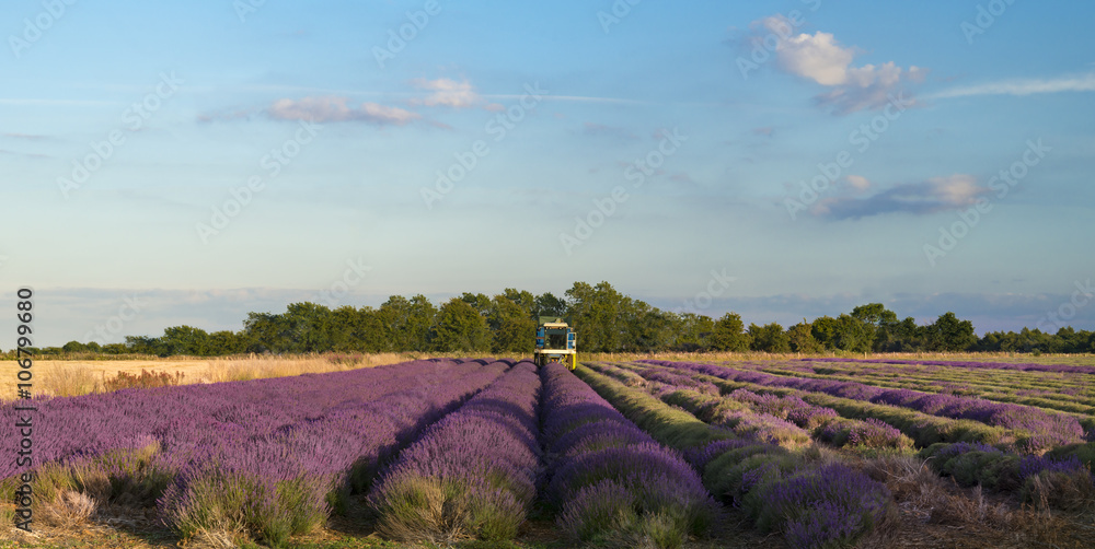 Obraz premium Lavender cultivation, farming and harvesting