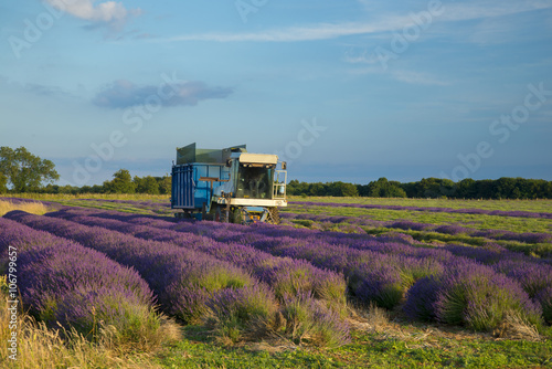 Lavender cultivation, farming and harvesting