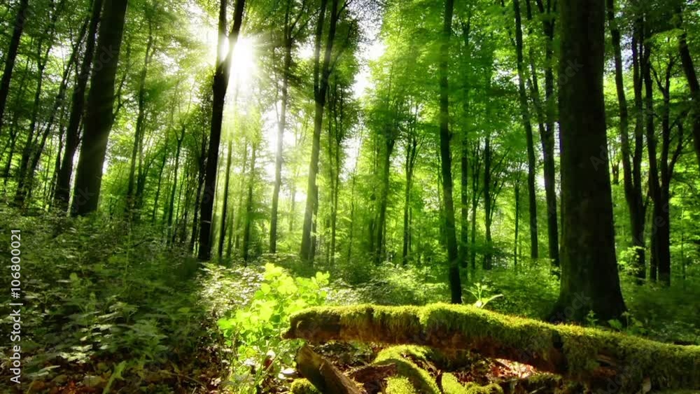 Sonnenstrahlen verzaubern den Buchenwald