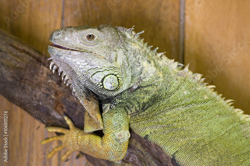 iguane vert