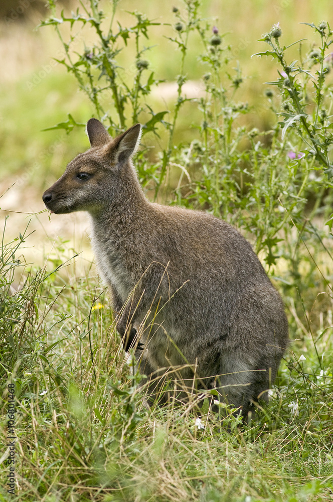 Fototapeta premium wallaby