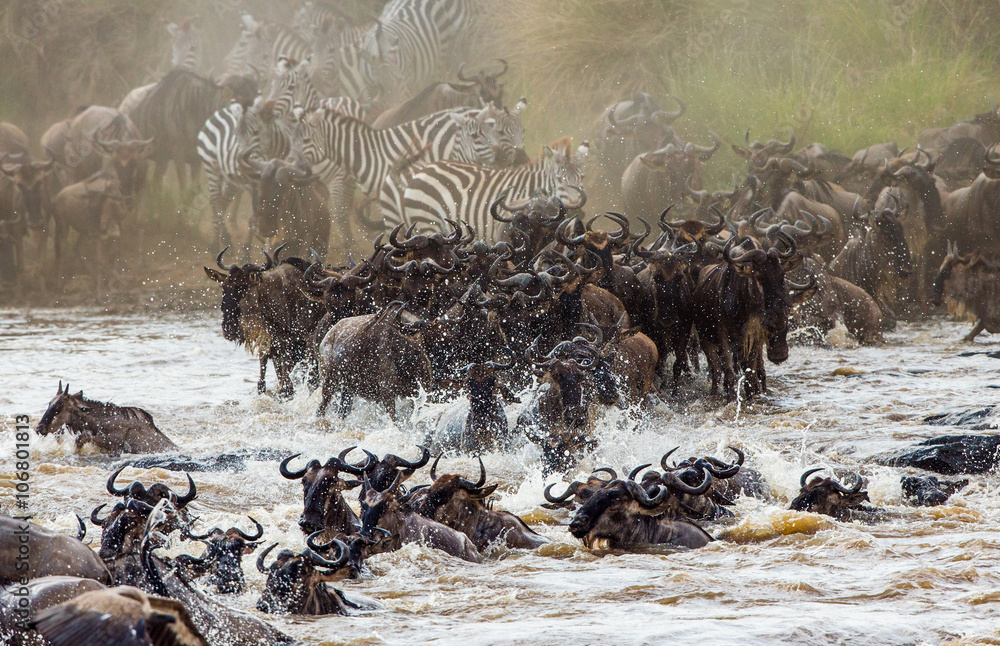Obraz premium Wildebeests are crossing Mara river. Great Migration. Kenya. Tanzania. Masai Mara National Park. An excellent illustration.