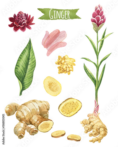Ginger hand-painted watercolor set, vector clipping paths included