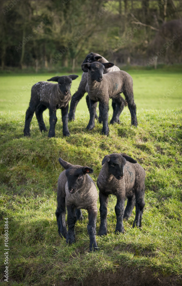 Black faced lambs in a Dorset field