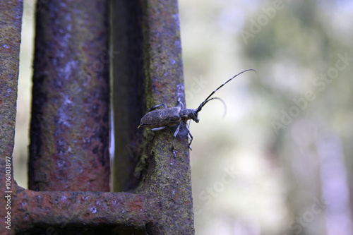 Bug monochamus galloprovincialis on rusted iron rusted metal summer photo