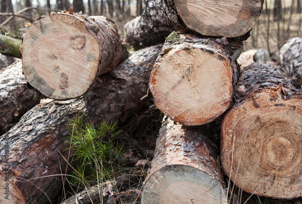 Close up of cut pine logs in the forest Close up of cut pine logs in the forest