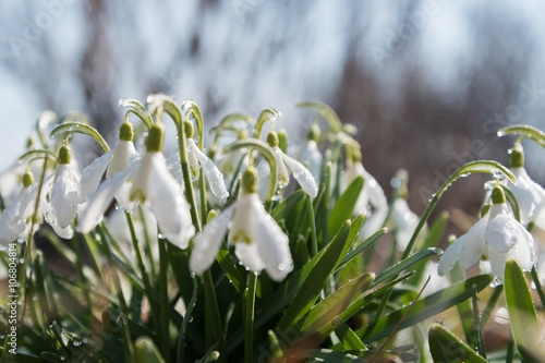 Snowdrop flower in springtime. © Janis Smits