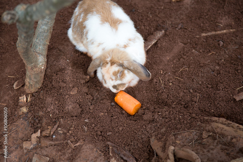 The rabbit is eating a carrot.