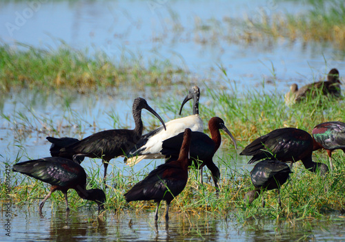 Glossy and sacred ibises, Amboseli National Park, Kenya photo