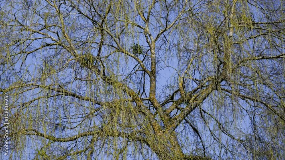willow tree after winter in spring willow tree after winter in spring