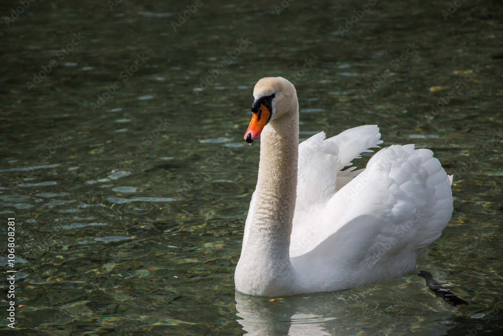 Naklejka premium Weißer Schwan im Wasser, Pillersee Tirol